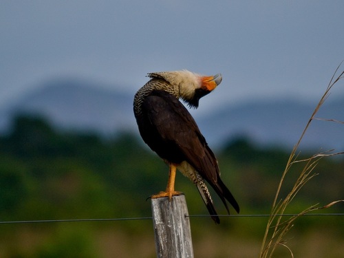 Crested Caracara