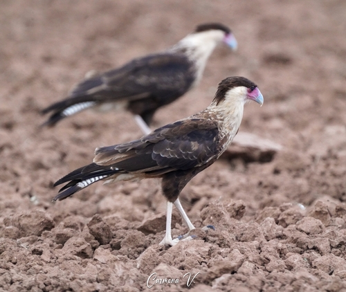 Crested Caracara