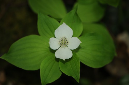 Canadian bunchberry