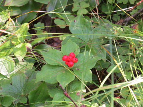 Canadian bunchberry