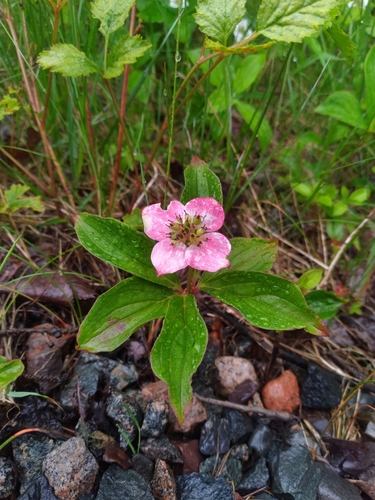Canadian bunchberry