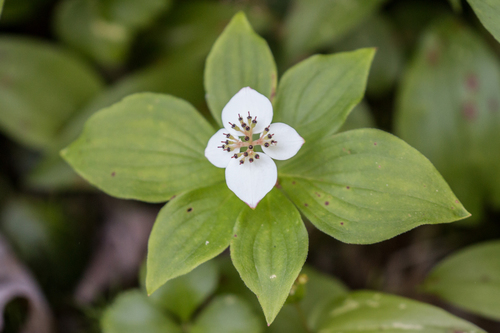 Canadian bunchberry