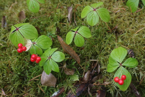 Canadian bunchberry