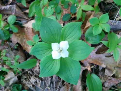 Canadian bunchberry