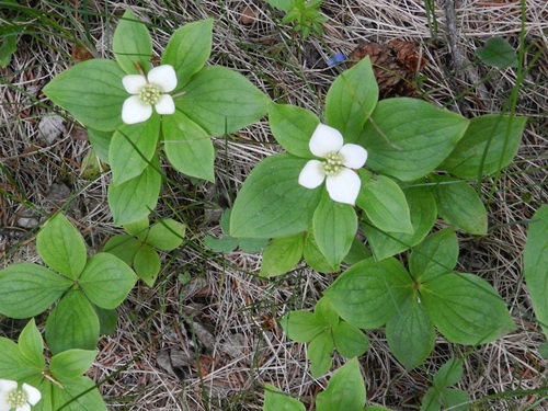 Canadian bunchberry