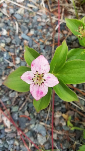 Canadian bunchberry