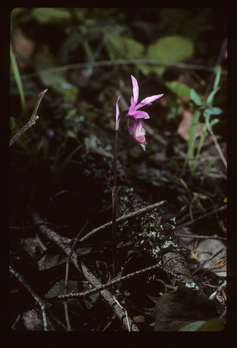 Fairy-slipper