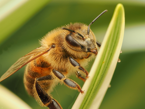 Western Honey Bee