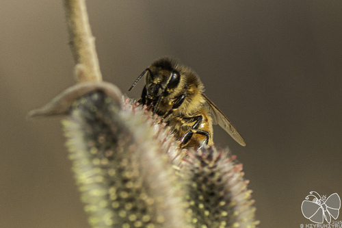 Western Honey Bee