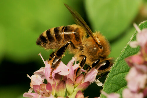 Western Honey Bee
