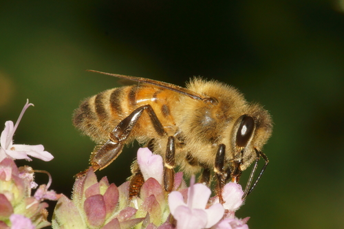 Western Honey Bee