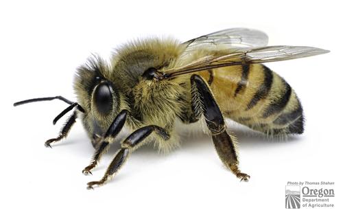 Western Honey Bee