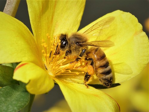 Western Honey Bee