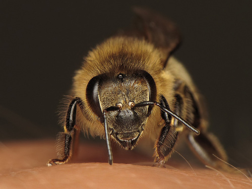 Western Honey Bee
