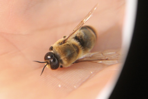 Western Honey Bee
