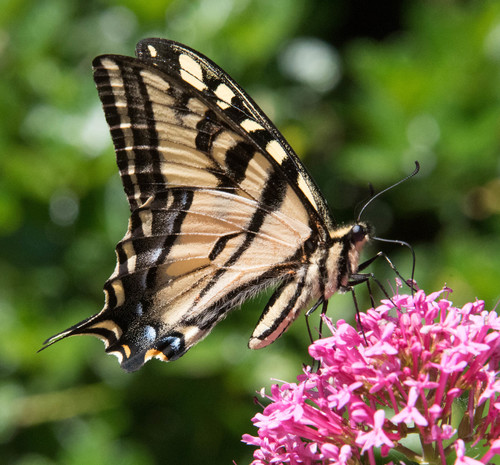 Western Tiger Swallowtail