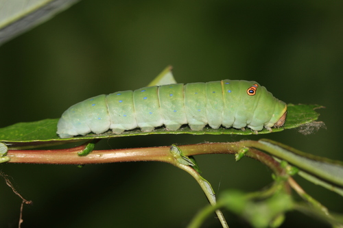 Western Tiger Swallowtail
