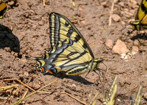 Western Tiger Swallowtail