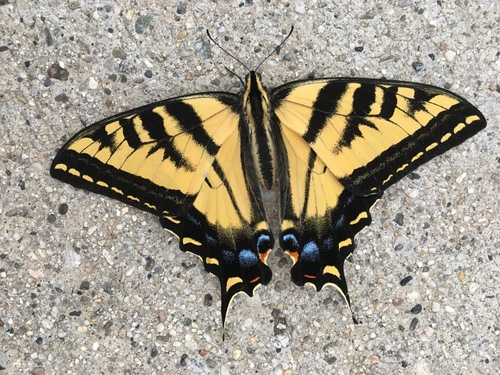 Western Tiger Swallowtail