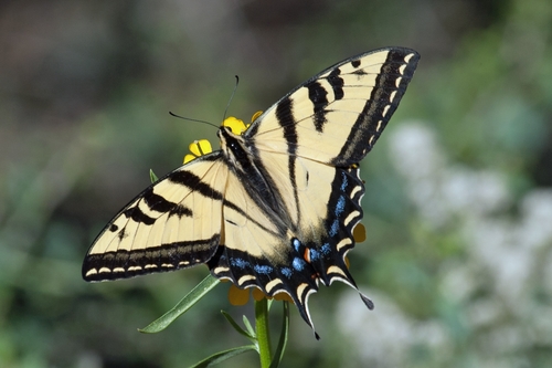 Western Tiger Swallowtail