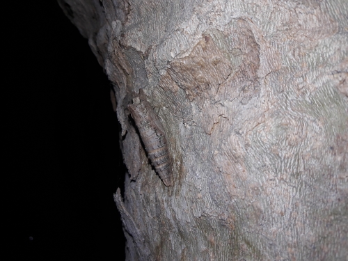 Western Tiger Swallowtail