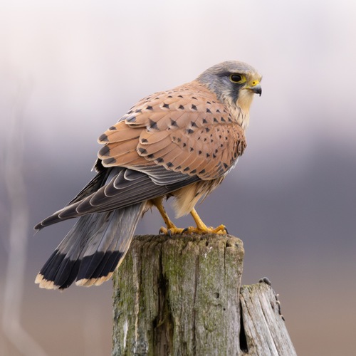 Eurasian Kestrel