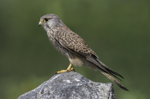 Eurasian Kestrel