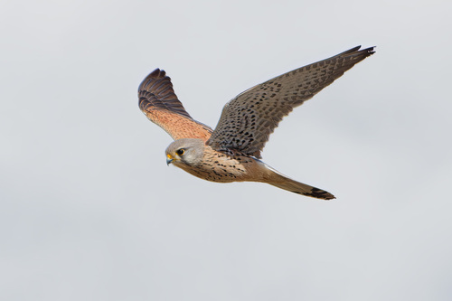 Eurasian Kestrel