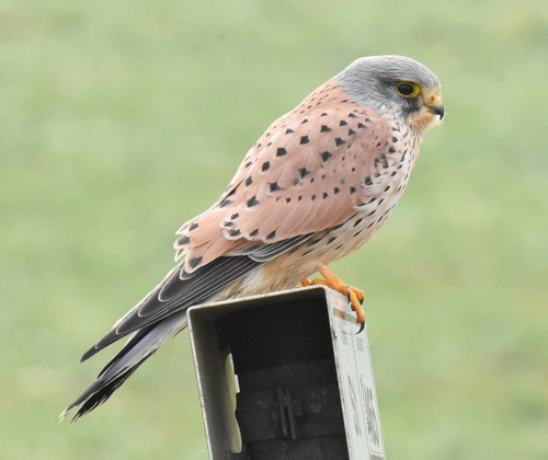 Eurasian Kestrel