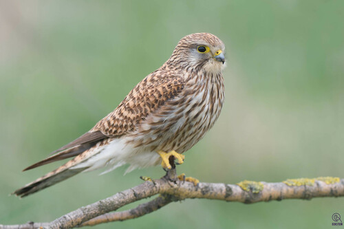 Eurasian Kestrel