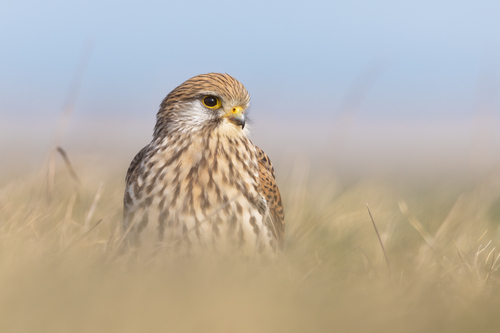 Eurasian Kestrel