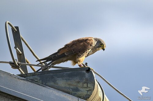 Eurasian Kestrel