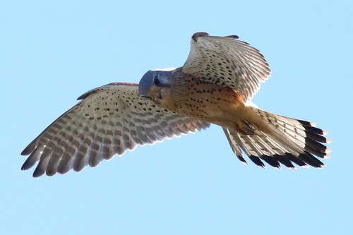 Eurasian Kestrel