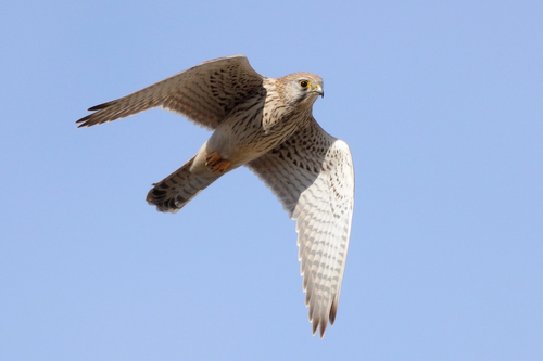 Eurasian Kestrel