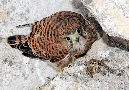 Eurasian Kestrel