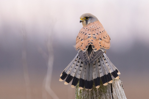 Eurasian Kestrel