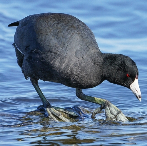 American Coot