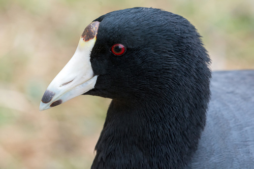 American Coot