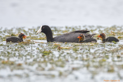 American Coot