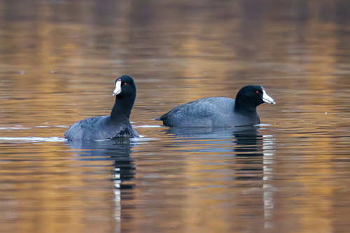 American Coot