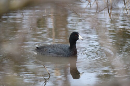 American Coot