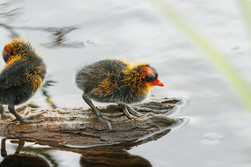 American Coot