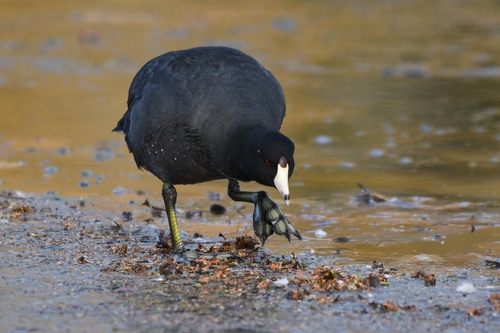 American Coot