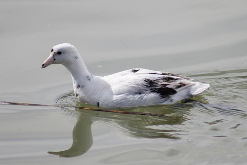 American Coot