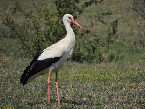 White Stork