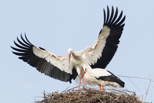 White Stork