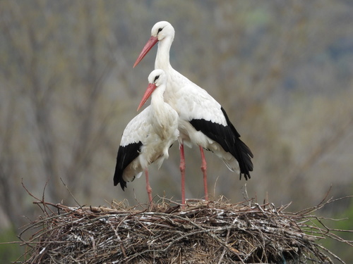White Stork