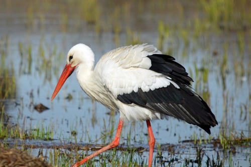 White Stork