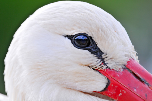 White Stork