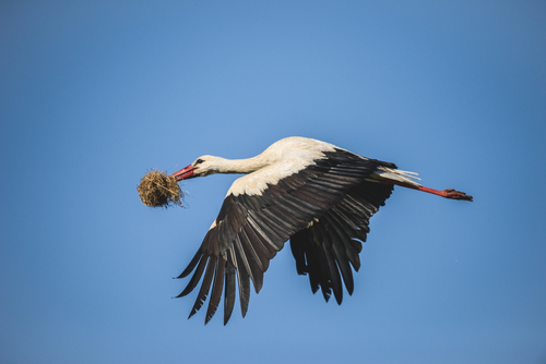 White Stork